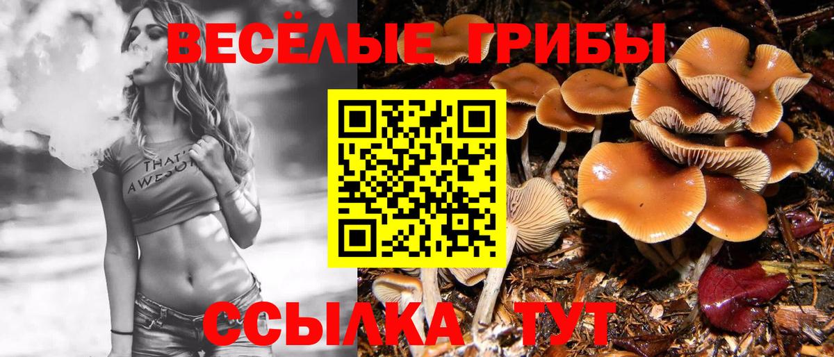 Галлюциногенные грибы Psilocybine cubensis  Вход с VPN  Назрань 